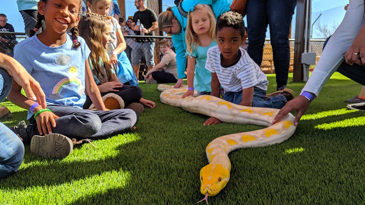 children sitting on grass beside giant yellow snake at Giant Snake Show at Out of Africa Wildlife Park in Sedona, Arizona, USA